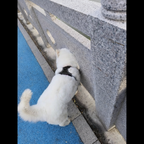 Harnais Anti-Traction pour Chien